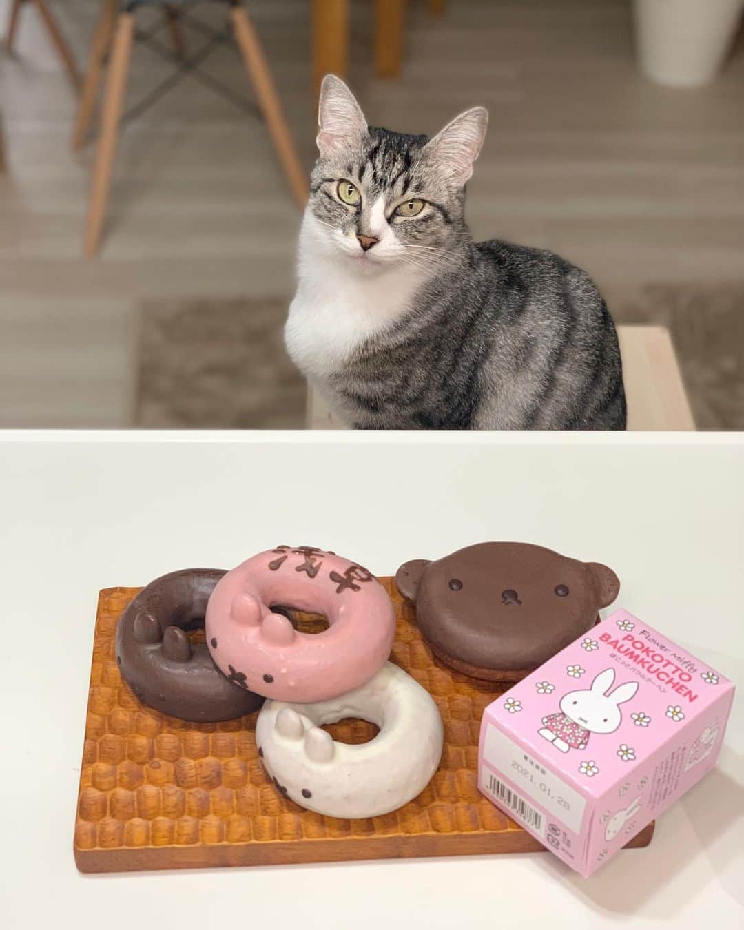 maki ogawaさんのインスタグラム写真 - (maki ogawaInstagram)「Don't look at me like that😅😅Hanna, you should know very well that you CAN'T eat those.  I've got  these cute donuts at Asakusa, Tokyo, @flower_miffy_official ✨✨Too cute to eat✨✨✨  When the corona virus pandemic is over, pls come over to Asakusa, Tokyo to grab cute things.You can discover new, old, and cute things in Asakusa.  Please forgive murmuring of my cat, Mallow 😅He's a big eater because he was a stray cat😞  ⠀ #ランチ #japanesecuisine #japanesefood #キャラ弁 #cutefood #kawaiifoods #foodstagram #lunch #Japanese_food #japanfood #yummy #料理好きな人と繋がりたい #ママリクッキング #レシピブログ #フーディーテーブル #フーディスト  #bentoexpo #bento #お弁当 #弁当 #kyaraben #kyarabenist #oben365 #miffy #dickbruna #asakusa #tokyocute #catlover #lovemycat  https://www.youtube.com/user/LuckysundaeMaki/」12月18日 23時04分 - cuteobento