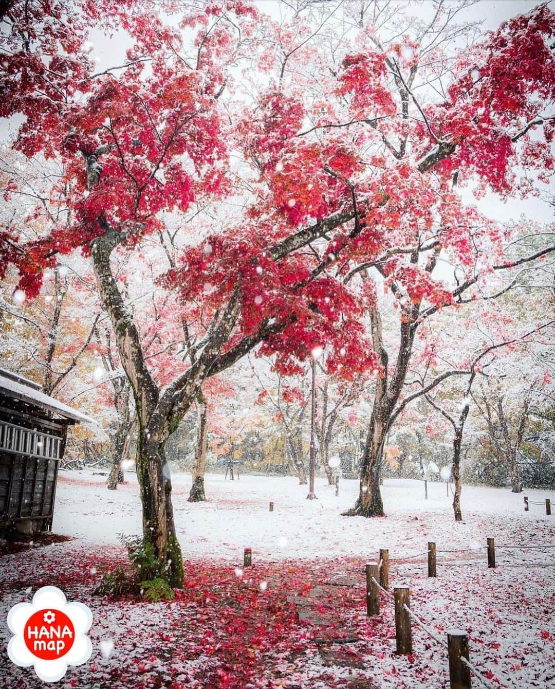 はなまっぷ❁日本の花風景さんのインスタグラム写真 - (はなまっぷ❁日本の花風景Instagram)「🌸🍺はなまっぷの忘年会2020🍺🌸 *  @hirobenz250 さんの  紅葉に花まるを💮 * 今年一年素敵なお花をたくさん ありがとうございました😊🌸💮 * 新潟　#もみじ園 Momiji Garden, Niigata Pref. * 🌼•••🌹•••💠•••🌷•••🌸•••🌺 * 💮みなさんの2020年のお花に花まるを💮 * これまでに撮影された お気に入りの✨「1枚」✨ を、#はなまっぷ忘年会2020 に投稿お願いします😊 * みなさんのご参加お待ちしております🍺 * #はなまっぷ * 🌼•••🌹•••💠•••🌷•••🌸•••🌺 * #日本#花#紅葉#雪#🍁」12月18日 23時13分 - hanamap