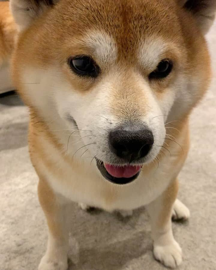 shibainu berryのインスタグラム