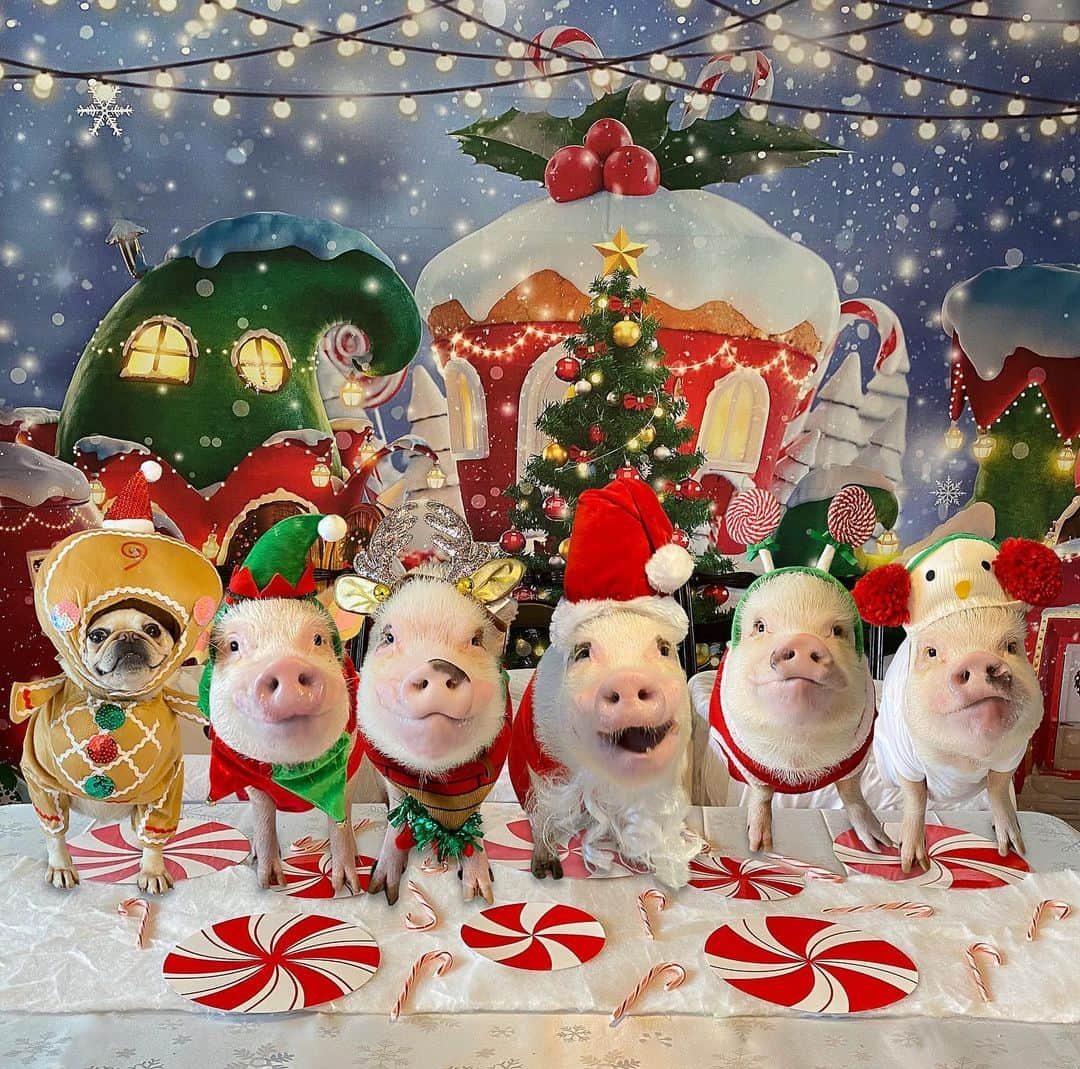 Priscilla and Poppletonさんのインスタグラム写真 - (Priscilla and PoppletonInstagram)「I’m dreaming of a white Christmas! Santa and his helpers are busy at the North Pole. Only one more week until Christmas! Who is ready?🐷🎄🎅🏼#PiggyPenn #Pigtailthepug #PoseyandPink #PrissyandPop」12月18日 23時26分 - prissy_pig