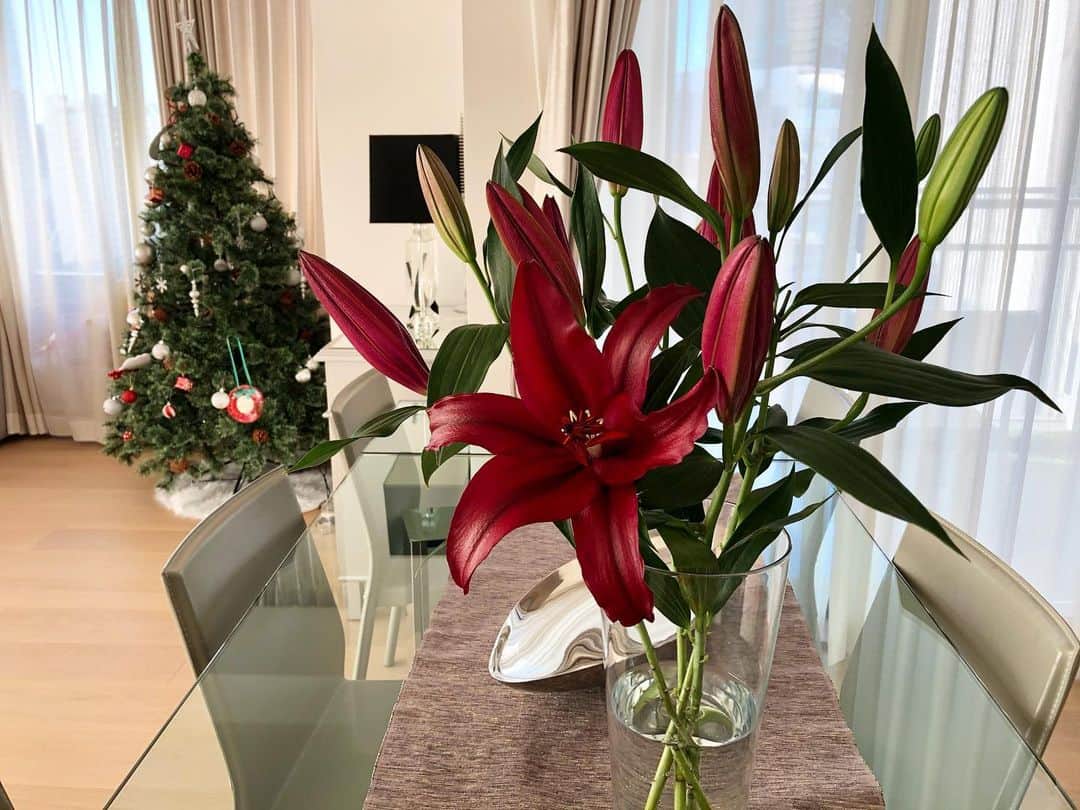 吉原珠央さんのインスタグラム写真 - (吉原珠央Instagram)「赤い百合♫  白花葉さんに届けて頂いた今週のお花は、週の半ばから、ゆっくりと咲き始めてくれました。  クリスマスムードにぴったり🎄  #お花のある暮らし  #百合 #ユリ #クリスマスインテリア」12月18日 23時50分 - tamaoyoshihara