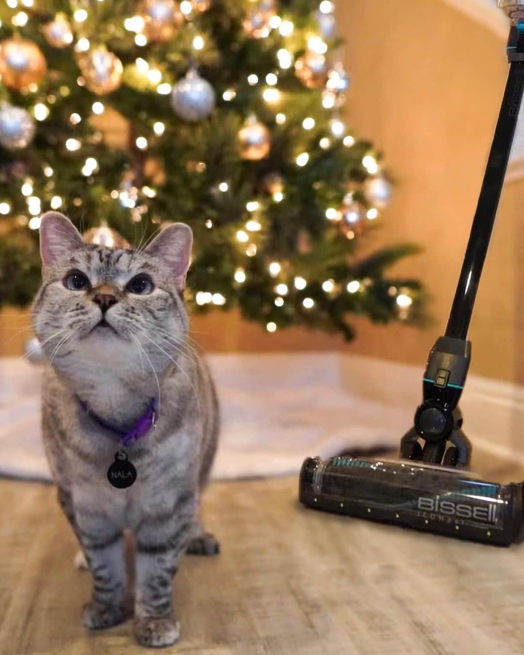 nala_catさんのインスタグラム写真 - (nala_catInstagram)「#ad This time of year can get a little extra messy with pine needles, kitty hair, plus baking-related messes too. I'm glad we have a BISSELL® ICONpet™ Cordless Vacuum because it offers a great pet hair management system for homes with pets like me! Plus, every purchase of a BISSELL product saves pets. Link in bio if you’re looking for a great gift! #WeArePetParents @bissellclean」12月18日 23時50分 - nala_cat