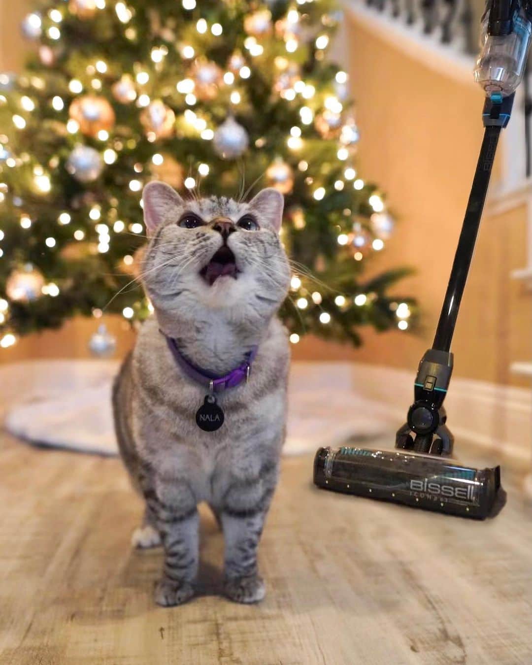 nala_catさんのインスタグラム写真 - (nala_catInstagram)「#ad This time of year can get a little extra messy with pine needles, kitty hair, plus baking-related messes too. I'm glad we have a BISSELL® ICONpet™ Cordless Vacuum because it offers a great pet hair management system for homes with pets like me! Plus, every purchase of a BISSELL product saves pets. Link in bio if you’re looking for a great gift! #WeArePetParents @bissellclean」12月18日 23時50分 - nala_cat