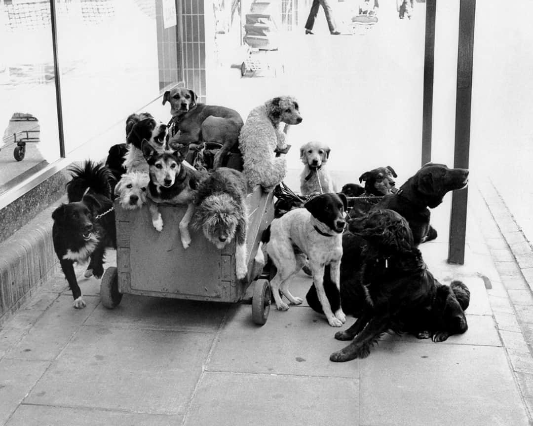 のインスタグラム：「DUNHILL COMMUNITY: CURATED⁠ ELLIOTT ERWITT’S DOGS⁠ ⁠ Group shot. The latest in our Curated series celebrates the work of French-American photographer @elliotterwitt, in particular his book Dogs. ⁠ ⁠ An icon of 21st Century photography, Erwitt’s natural affinity for his subjects is obvious and his work provides a truly original reflection of the ancient bond that humans and dogs share. Follow the link in our bio for the full story.⁠ ⁠ All photos courtesy of @magnumphotos and @elliotterwitt⁠ Book published by @teneuespublishing⁠ ⁠ #dunhillCOMMUNITY⁠ #dunhillCURATED⁠ #ElliottErwitt⁠ #Dogs」