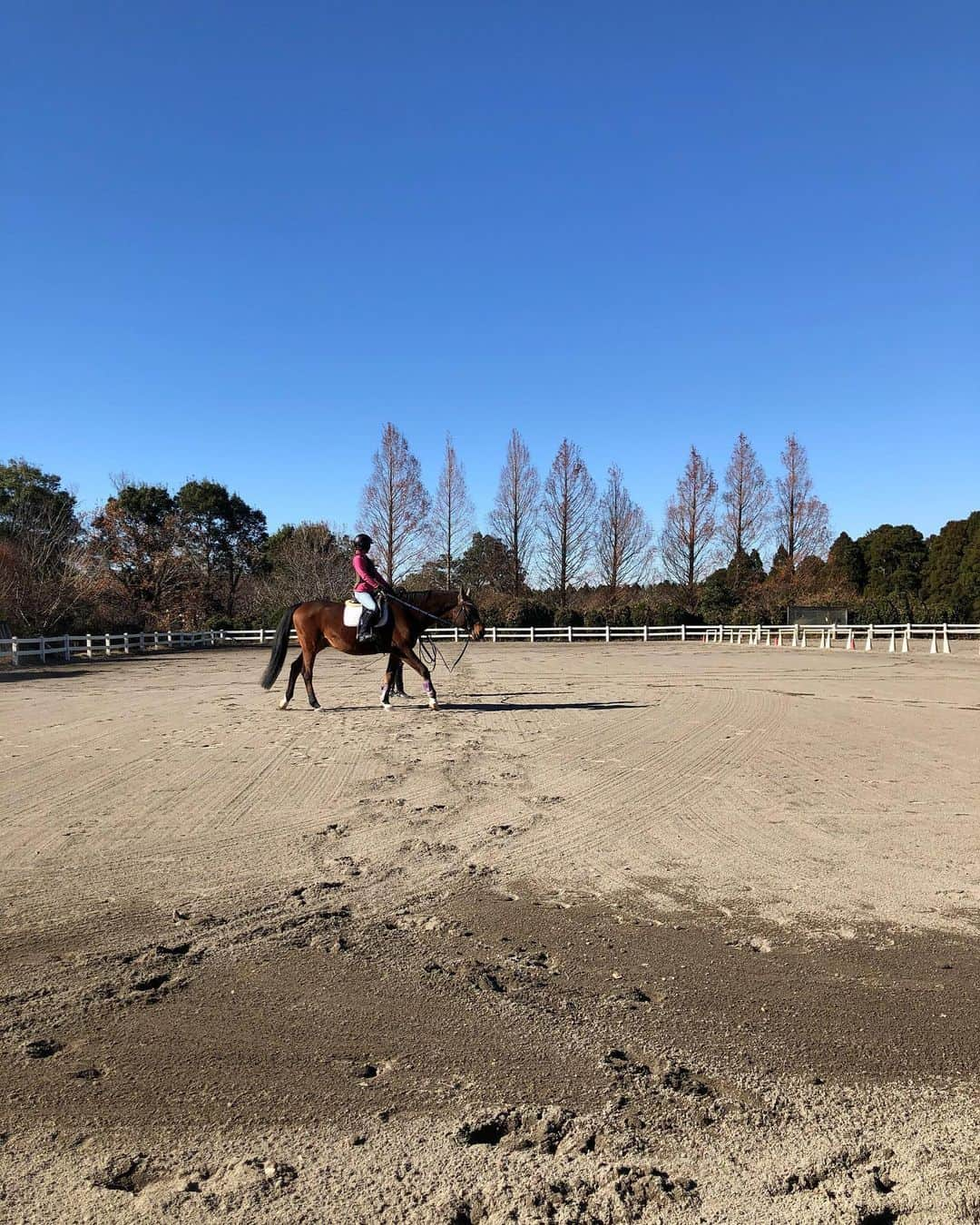 東美樹さんのインスタグラム写真 - (東美樹Instagram)「メタセコイアの木々達が真っ青な空に くっきり映えるとても心地の良い昼下がり。 何かに呼ばれているかの様な感覚がビビっと走り、久しぶりに再開した乗馬。  ここはいつ来ても優しく迎えてくれる、 私の大好きで大切な場所💞  気づいたら８年のお付き合い😳  あっという間に私も “良いお年頃” ♡笑  Thank you, Thank you, Thank you. ありがとう💞 Thank you for always welcoming and accepting the way I am. feeling so blissful.☀️🙏🏼 . #時が経つのは早い #私ももう良いお年頃♡ #笑 . #horsebackriding  #Japan #shortgetaway #horseriding #animist #mindfulness #mikihigashi #Japanesemodel #animistmiki #animism  #乗馬 #乗馬女子 #アニミズム #なりたい自分 #八百万の神 #マインドフルネス #東美樹」12月18日 23時54分 - mikko.36___