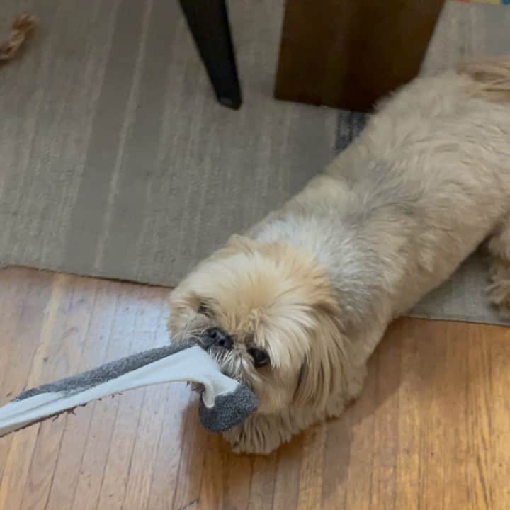Dougie the Shih Tzuのインスタグラム：「#fridaymomentofzen」