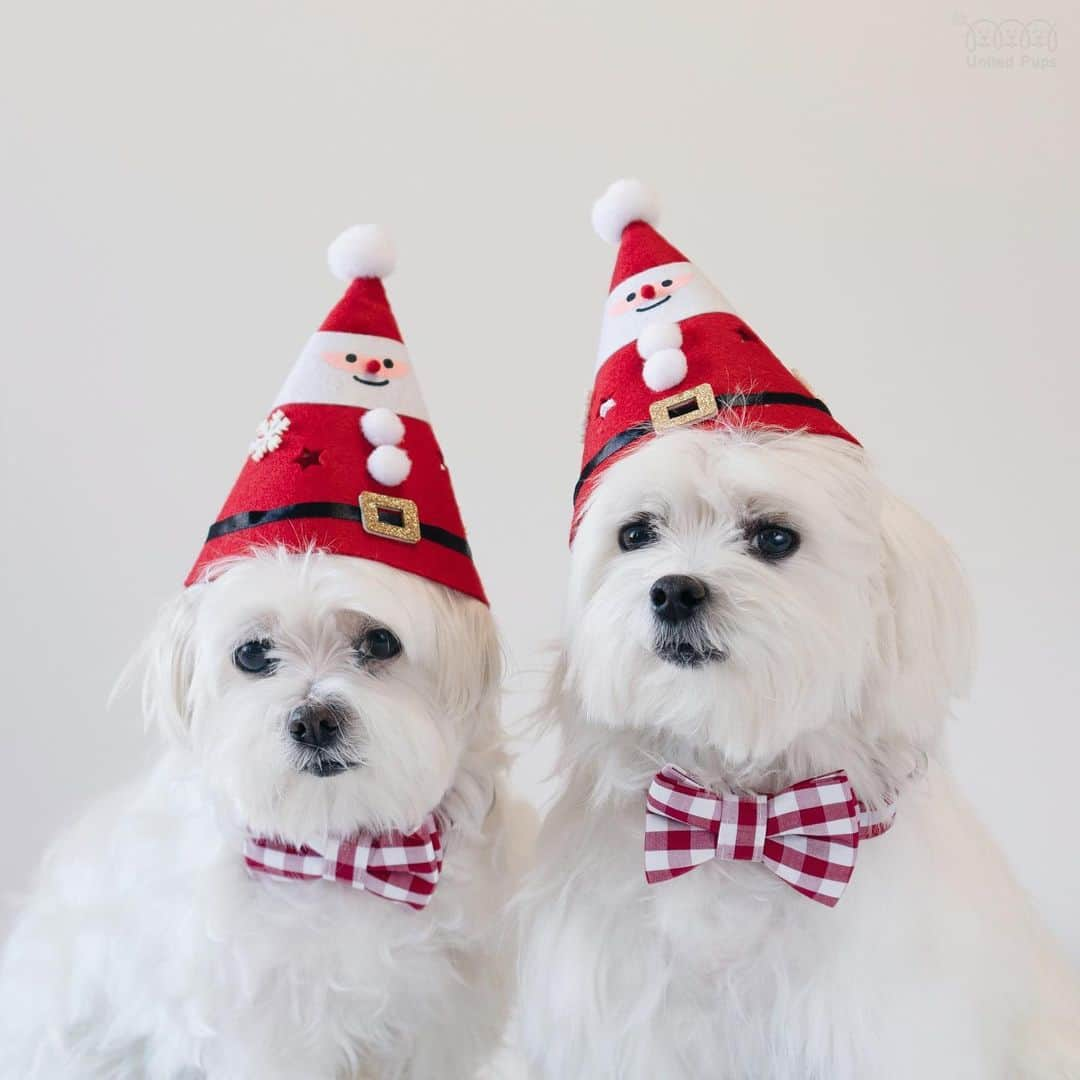 hi.arodさんのインスタグラム写真 - (hi.arodInstagram)「Less than 10 days, are you y’all ready to pawty? 🥳 ・・ ・  #dogmas#santapaws#santadog#tistheseason#christmasdogs#dogchristmas#dogsofchristmas#xmasdog#twodogs#christmasdogsofinstagram#itsbeginningtolookalotlikechristmas#christmasiscoming#christmasisnear#christmasiscoming🎄#christmasmood#christmaspup#howlidays#christmascheer#happyhowlidays#feelingfestive#festivedog#maltese#maltese101#malshi#maltipoo#morkie​#maltipom​#maltipoodle​」12月19日 0時15分 - hi.arod