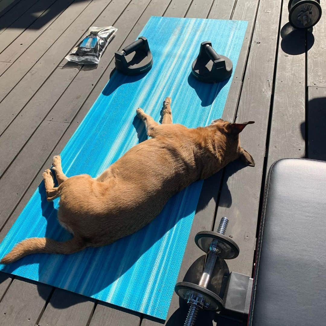 レスリー・フェラのインスタグラム：「Our version of Downward-Facing Dog. 🐕  . . . #doggieworkoutpartner #doglife #dogsofinsta #dogs #dogisgodspelledbackwards #doglovers #dogoftheday #doggonecute」
