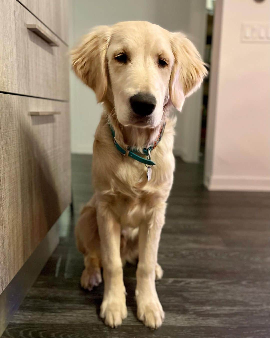 サイモンとマルティナのインスタグラム：「Fudgy is now 6 months old!  He’s growing up to be a great doggy. He’s very calm, good on walks, very friendly with strangers, listens to commands, and loves playing with sticks.  He’s a lot better with Meemers lately as well, as Meemers is no longer bothered with Fudgy sniffing his butt lol」