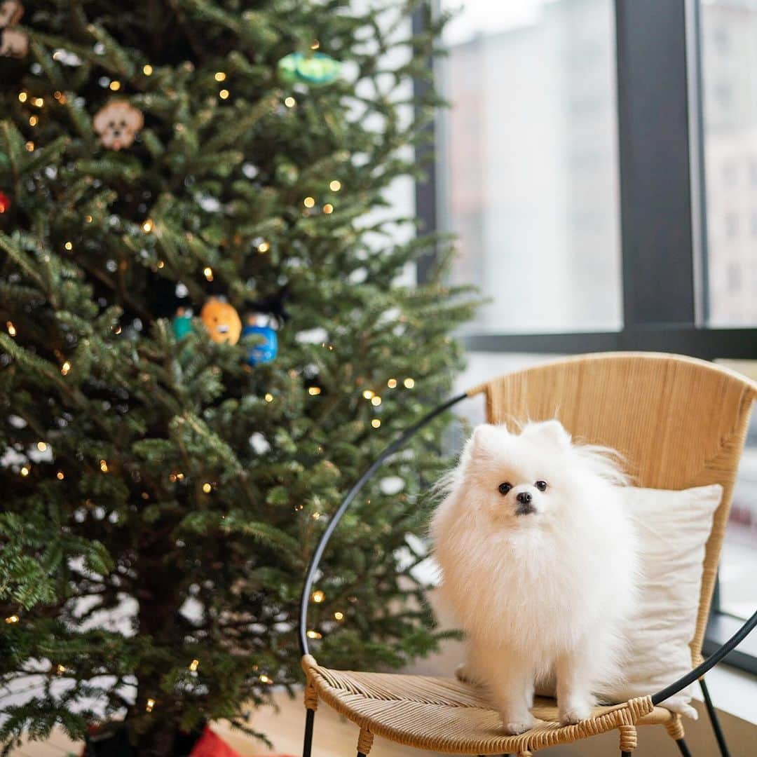 Mochi the Orkyehさんのインスタグラム写真 - (Mochi the OrkyehInstagram)「The face you make when mum says we’re not getting a real tree this year... ☹️🌲🥺🎄 #shortage #christmastree #faketree」12月19日 0時42分 - orkyeh