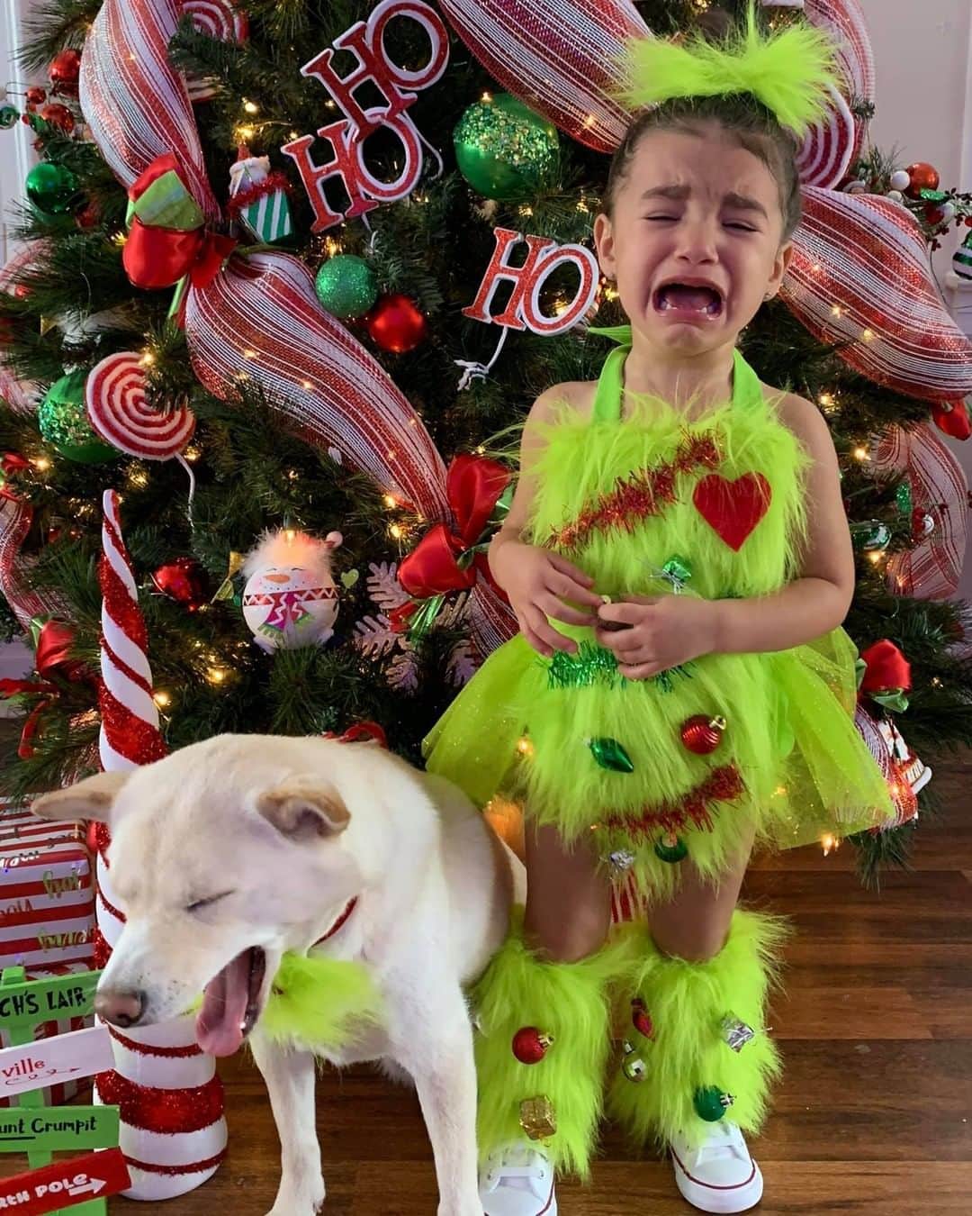 のインスタグラム：「“How they feel about 2020 💚” - Want to get featured like them? Join “The Barked Club” on FACEBOOK and post something now! 👉 barked.com - 📷 @adryana.pdron - #TheBarkedClub #barked #dog #doggo #ShibaInu #Shiba」