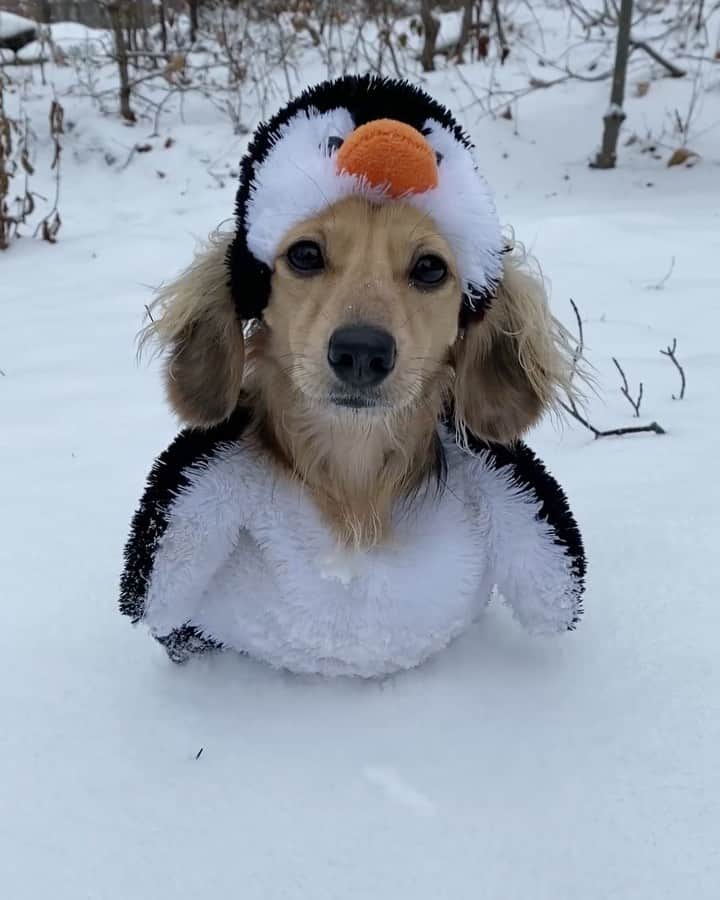 Crusoe the Celebrity Dachshundのインスタグラム：「Why freeze your butt for that perfect penguin shot when you can enjoy HBO’s Happy Feet 2 with @hbomax from the comfiness of your couch! Link in profile to check out #HBOMax 🐧#ad」
