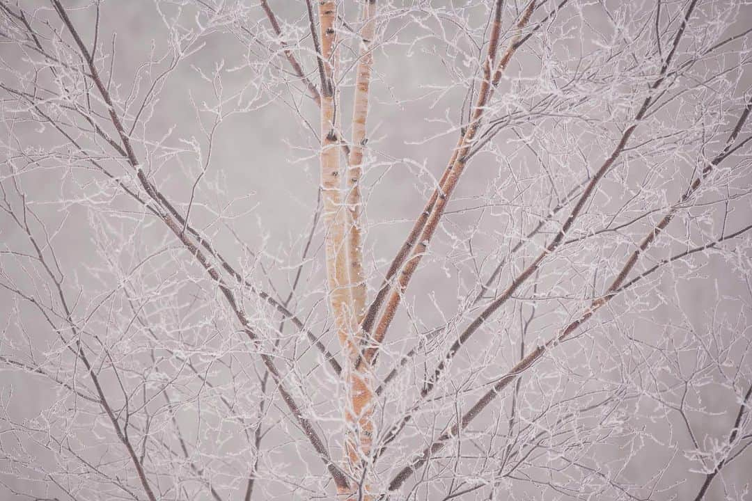 Michael Yamashitaさんのインスタグラム写真 - (Michael YamashitaInstagram)「As I shovel out from 2020’s first big snowstorm that dumped just over a foot of snow in western New Jersey, I  am thinking about last February shooting in Hokkaido, Japan. While my New Jersey neighbors were in a panic in anticipation of the nor'easter barreling toward us, it was business as usual for folks in Hokkaido, the world’s snowiest place, where annual snowfall can average over 200 to 300 inches during the winter season, thanks to frigid Siberian winds crashing into the mountains of northern Japan. Popular Hokkaido ski resorts like Niseko can see up to 500 to 600 inches where snow is expected every day. #winterwonderland #snow #hokkaido #snowscape」12月19日 1時55分 - yamashitaphoto