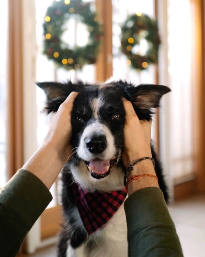 Andrew Knappのインスタグラム：「GIVEAWAY! #ad I couldn’t be happier to have my guys by my side this past year. From head scratches with Momo to belly rubs with Boo, these guys kept me smiling more than just about anyone. And to keep the smiles going, I’m teaming up with @AmazonPets for a $2,000 giveaway.   To enter for a chance to win: 1. Follow @AmazonPets 2. Like the giveaway post on their grid (look for Momo & Boo in a blanket) 3. Tag 3 friends in the comments on @AmazonPets’ post   Happy holidays!」