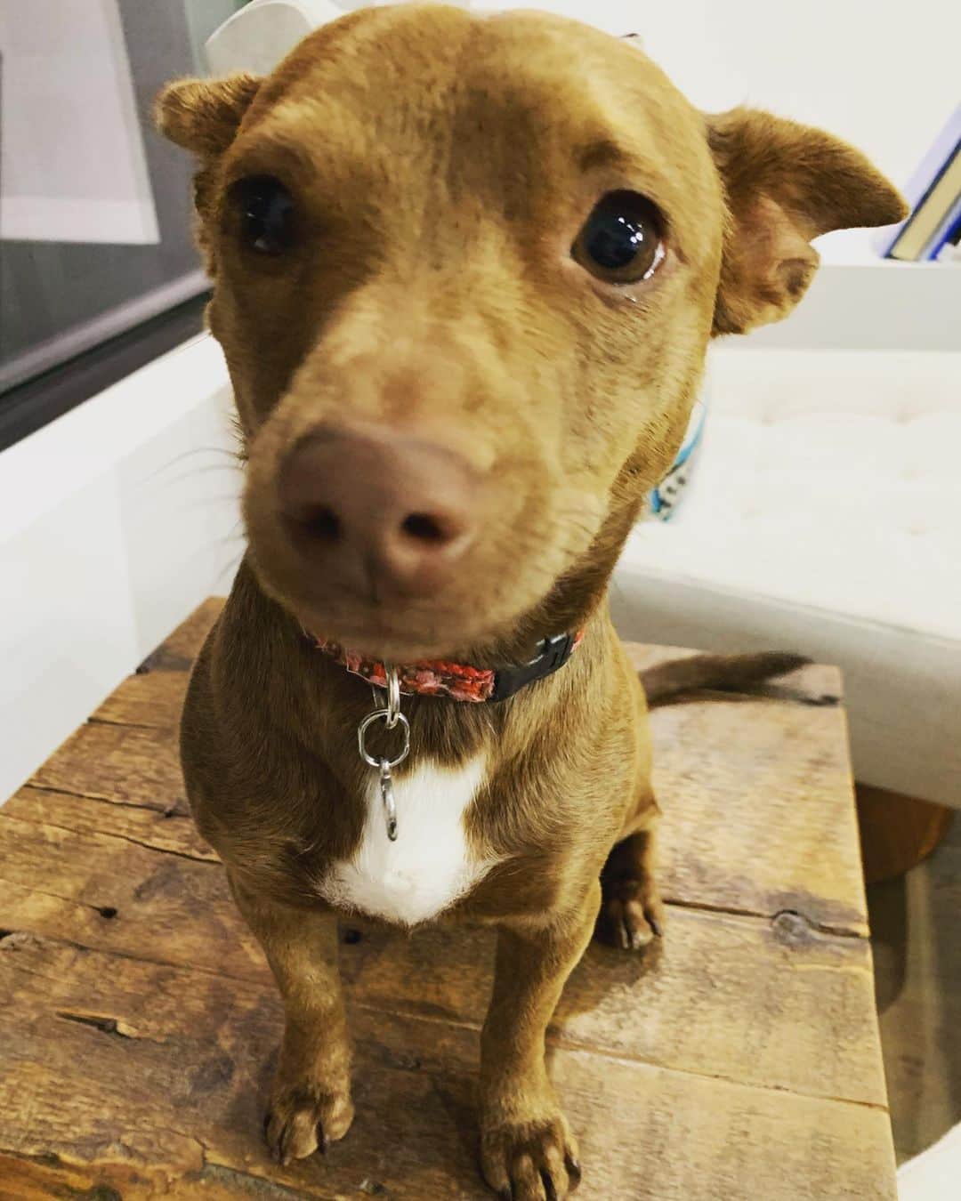 キャシー・グリフィンのインスタグラム：「This here #puppy did something naughty, just not sure what yet. 🤔🤔🤔」
