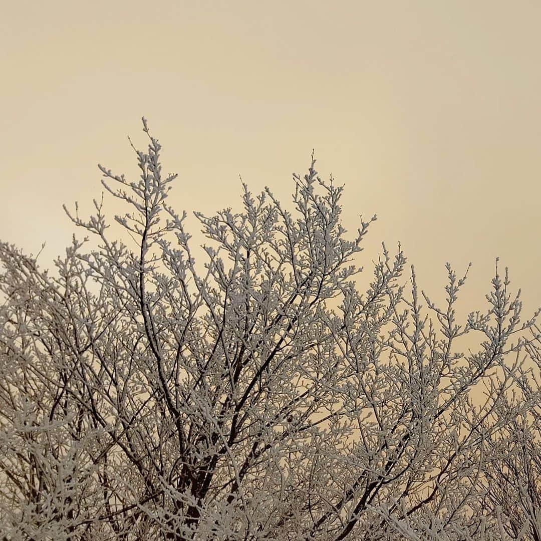 琵琶湖グランドホテル / 京近江のインスタグラム：「比叡山山頂の樹氷。 #比叡山 #冬 #雪 #夕景 #樹氷 #霧氷 #滋賀 #京都 #滋賀旅行 #旅行 #琵琶湖グランドホテル #京近江 #hieizan #snow #winter #rimeontrees #beautifulview #sunset #shiga #kyoto #japan #goto #travel #gobiwako #hellootsu #biwakograndhotel #kyooumi  @biwakograndhotel_kyooumi」