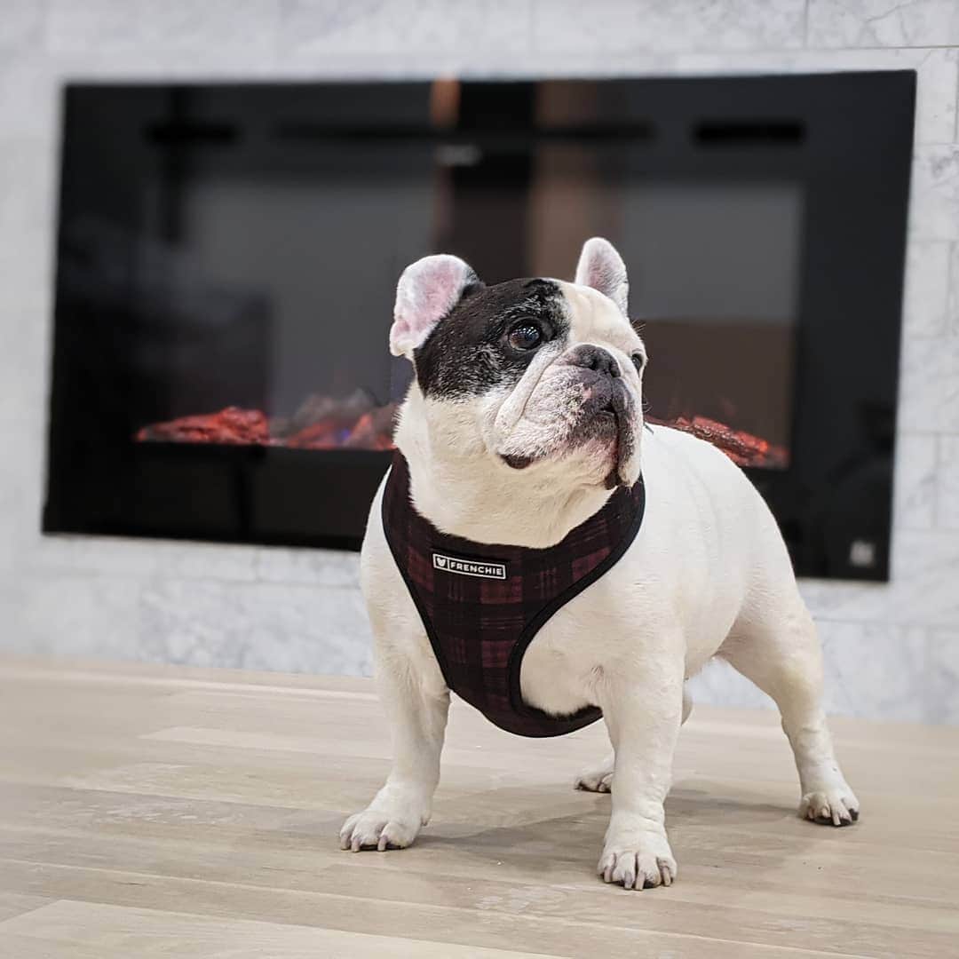 Manny The Frenchieのインスタグラム：「Warming my buns after my walk 🔥 . Plaid harness @frenchie_bulldog」