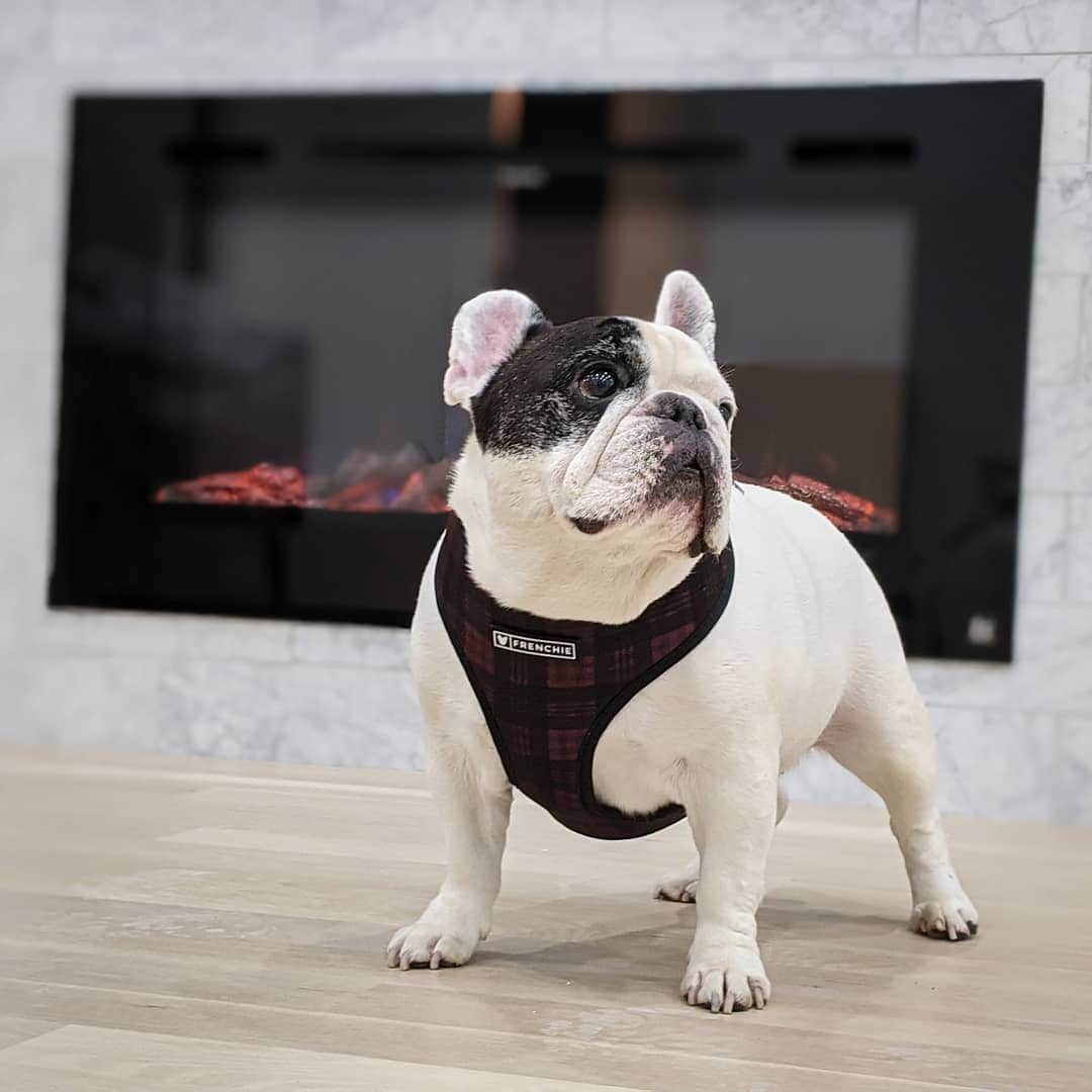 Manny The Frenchieさんのインスタグラム写真 - (Manny The FrenchieInstagram)「Warming my buns after my walk 🔥 . Plaid harness @frenchie_bulldog」12月19日 3時37分 - manny_the_frenchie