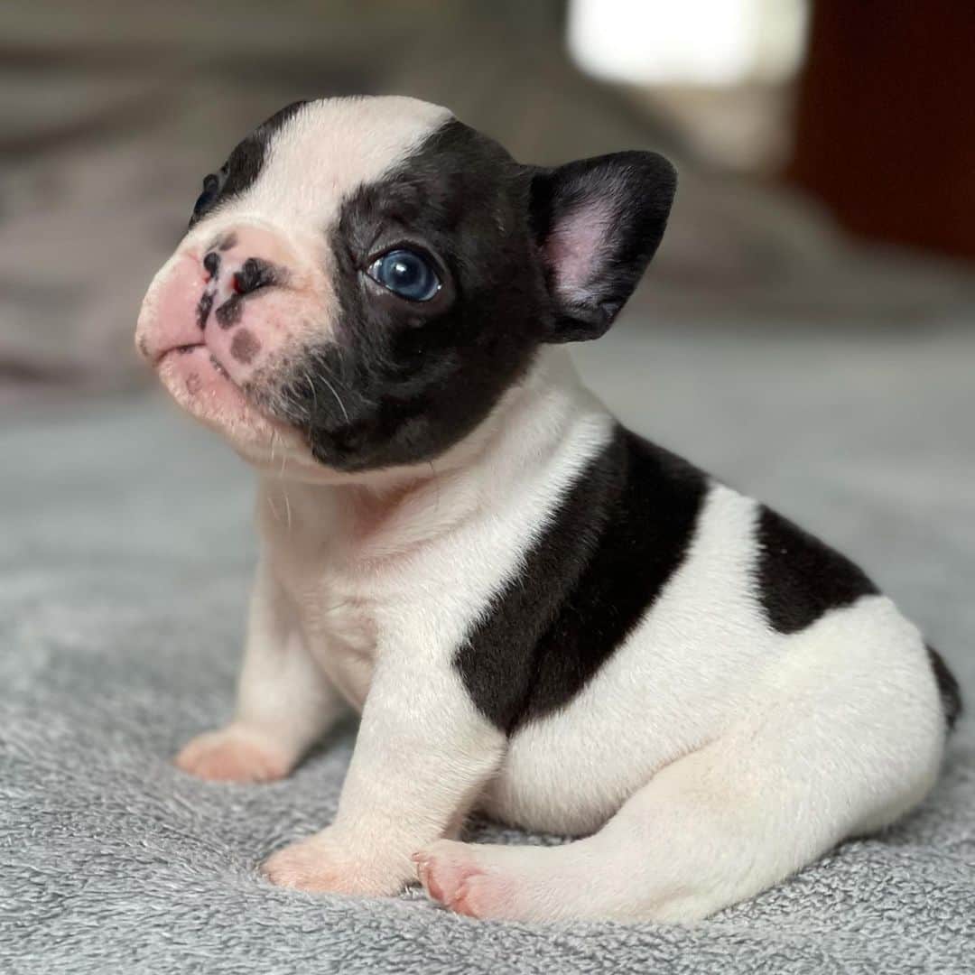 Regeneratti&Oliveira Kennelのインスタグラム：「Cutest little potato 🥔❤️ ( Angus is available and looking for a forever home. For more info on him please DM. Serious inquiries only please) #frenchbulldog #frenchie #jmarcoz #bulldogfrances #frenchies1」