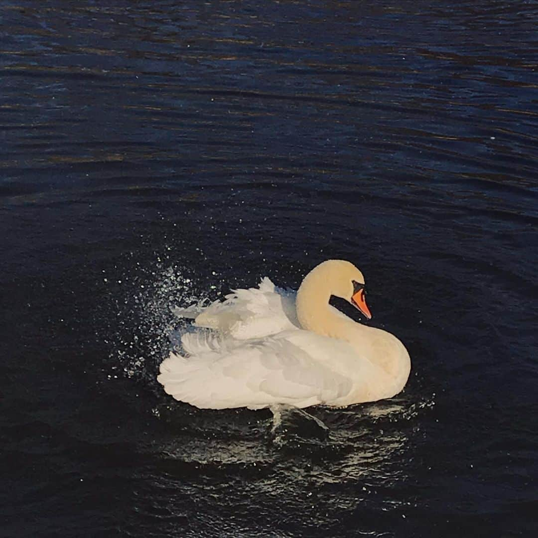 上原実矩のインスタグラム：「🦢  #バッバサっすいーッすんッシュだ、」