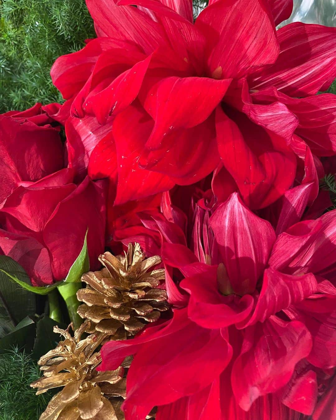 氷川きよしさんのインスタグラム写真 - (氷川きよしInstagram)「赤い花を毎日部屋に飾っていたい。  by kii  #氷川きよし #hikawakiyoshi #flower #kii #bykii #キヨラー」12月19日 13時53分 - hikawa_kiyoshi_official