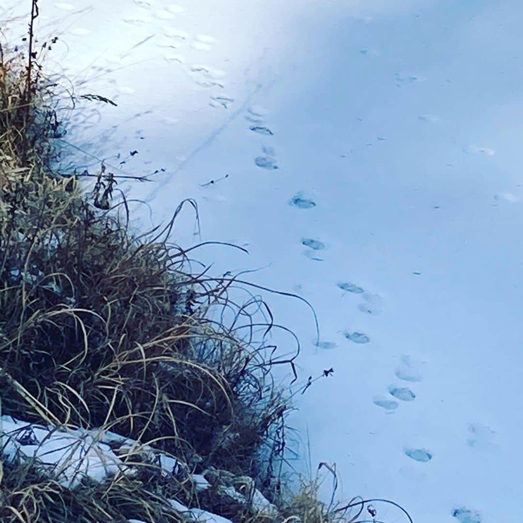 井上荒野のインスタグラム：「凍って雪が積もった池の上のリスの足跡。(リスのことばっかりですみません…だってかわいいんだもん)」