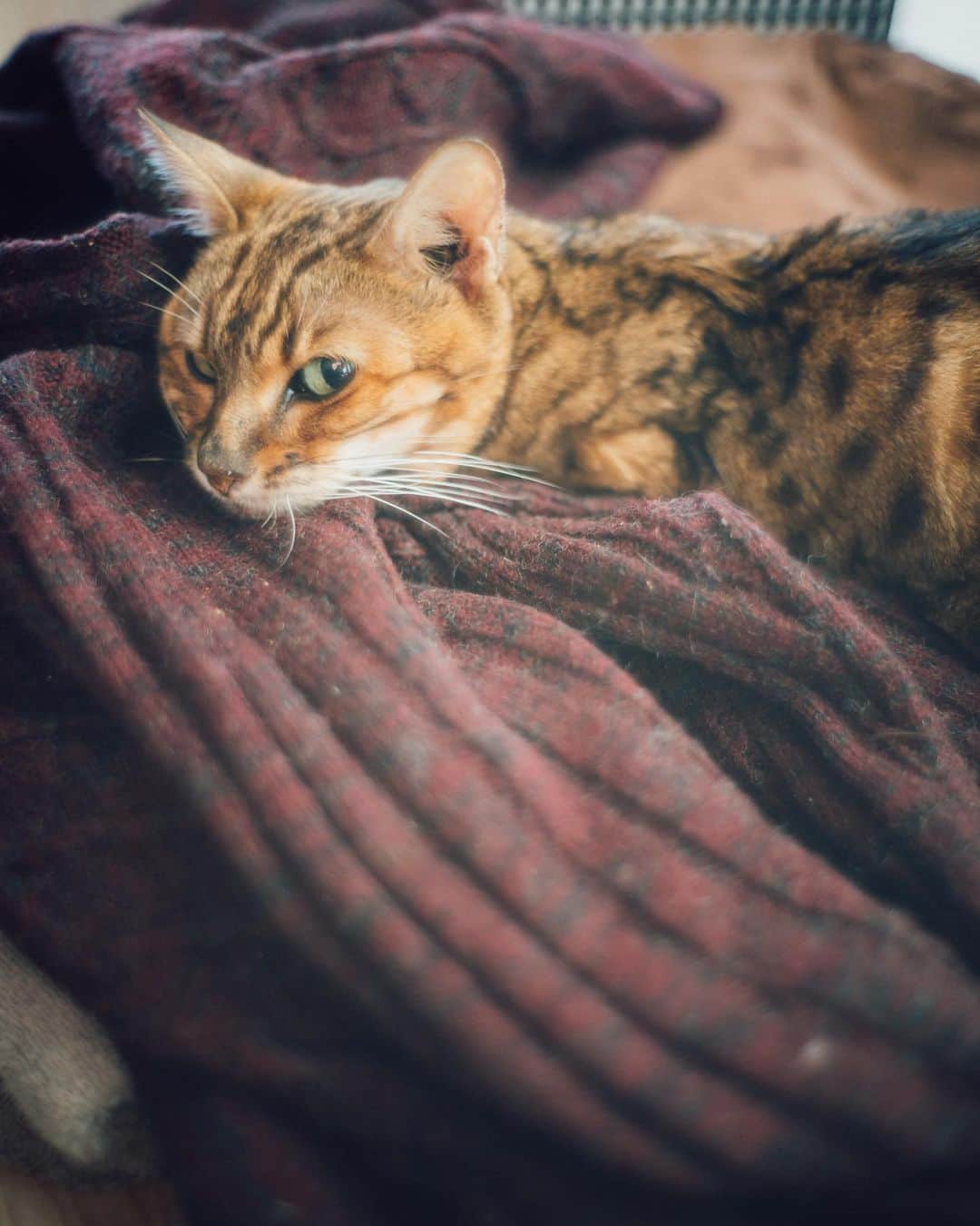 haru wagnusのインスタグラム：「Love my cats（Family） ㅤㅤㅤㅤㅤㅤㅤㅤㅤㅤㅤㅤㅤ ㅤㅤㅤㅤㅤㅤㅤㅤㅤㅤㅤㅤㅤ 10/30に他界した娘のインカの後追うように、今朝方、愛猫のマウが他界しました。インカが他界してから体調を崩し、一時持ち直したのですが、先週より体調を崩して病院の検査で腫瘍が見つかり、この一週間は付きっきりで看病をしていて、最後までマウは頑張ってくれたのですが、今朝ふいに静かに息を引き取りました。17歳でした。ベンガル猫にしては高齢で、本当に長く一緒に家族として居てくれました。 ㅤㅤㅤㅤㅤㅤㅤㅤㅤㅤㅤㅤㅤ 17年前に、岐阜のブリーダーさんより譲り受け、ぼくはマウを羽田空港に迎えに行き、帰路に向かう車中にニャーニャーと泣き喚くのでカゴから出すと、運転中だけどハンドルの上や車内であちこちに飛び回って、ワーワーいいながらウチに連れて行ったのは一生の思い出。生後３ヶ月の小さい子猫で、まるでエジプトの猫の銅像のような姿だったので、エジプト語で猫を意味する「マウ」という名前をつけました。 とても人懐こく、寂しがり屋で、ぼくが1日家に居ないと、狂ったように文句の泣き声を言うようになり、可哀想だなと思ってパートナーを見つけたのが、インカのお父さんのアクアでした。マウとアクアとインカは、とても仲良しで、いつも一緒で、でもちょっとお父さんはインカに怪訝に扱われたりとか、色々な思い出がたくさんです。多くの友人たちにも、うちに遊びにきてもらった時に可愛がってもらって、うちの子たちは幸せそうでした。２年間待っていたアクアとも、インカとマウはようやく逢えているかな？　 うちの子たちとして、17年間いてくれて本当にありがとう。 ㅤㅤㅤㅤㅤㅤㅤㅤㅤㅤㅤㅤㅤ ㅤㅤㅤㅤㅤㅤㅤㅤㅤㅤㅤㅤㅤ」