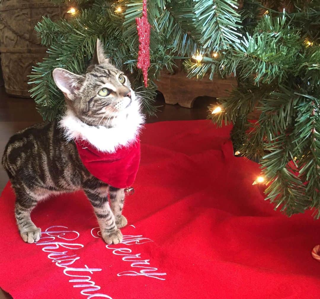 ハンナ・シモンのインスタグラム：「The one week meowdown has begun. Please tag me in your pet accounts with them in insane holiday outfits. This is my 911 call for my tree to survive the week. @havecatzwilltravel 😼🎄」