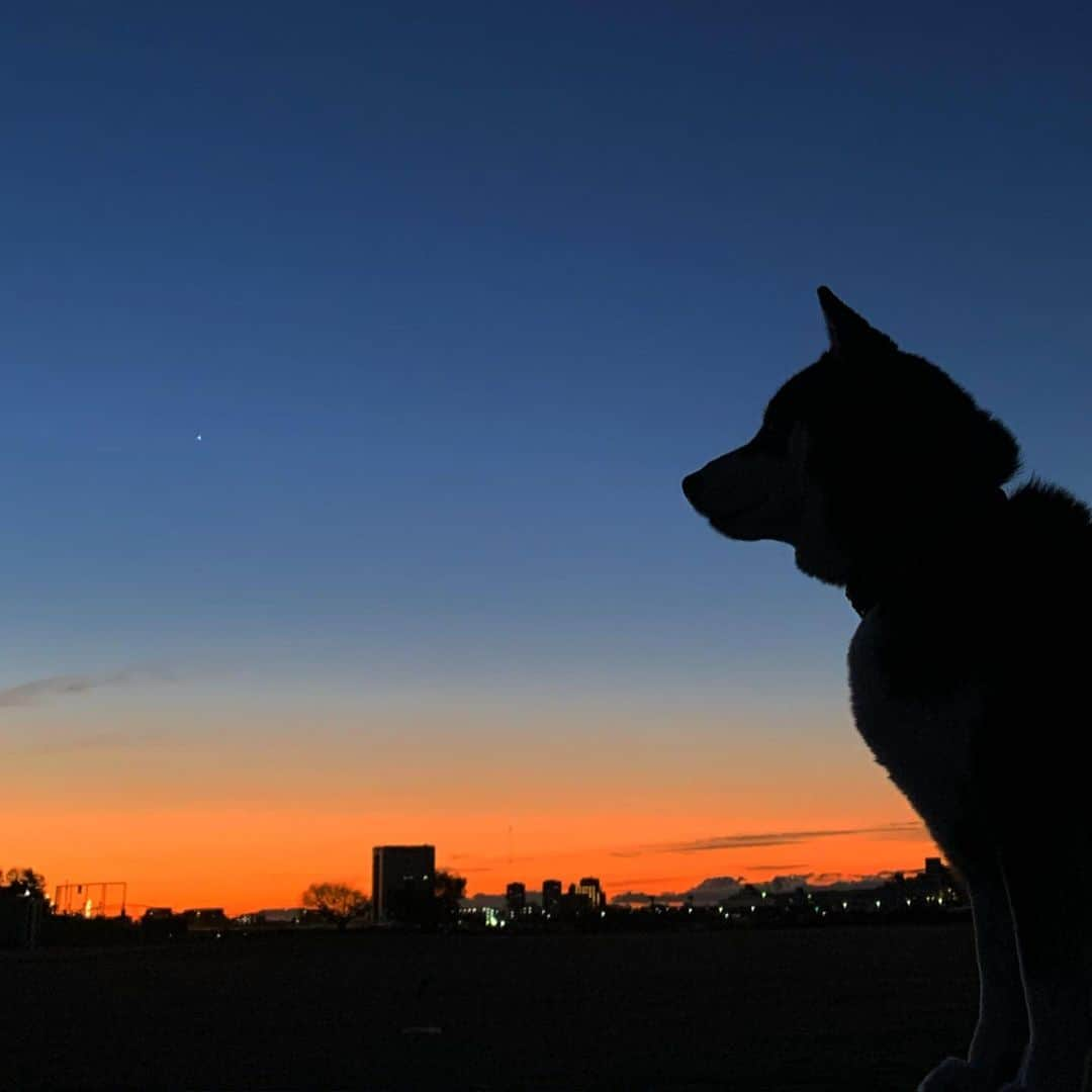 くろさんのインスタグラム写真 - (くろInstagram)「G☺︎☺︎d m☺︎rning TOKYO🐕 #シルエットロマンス部 #朝焼け #朝焼け空 #朝焼けの空 #あさやけこやけ #あさやけこやけ部 #グラデーションの空 #朝んぽ #おはようモーニング #GoodMornjngTokyo #MYTOKYOIS #TokyoTokyo #kuroshiba #blackshiba #shibainu #shibastagram #instadog #dogstagram #柴犬 #黒柴 #イッヌ #いぬら部 #柴犬のいる暮らし #柴犬のいる生活 #柴犬と一緒 #わんダフォ #わんだふるJapan #iPhoneXSで撮影」12月19日 6時22分 - m6bmw