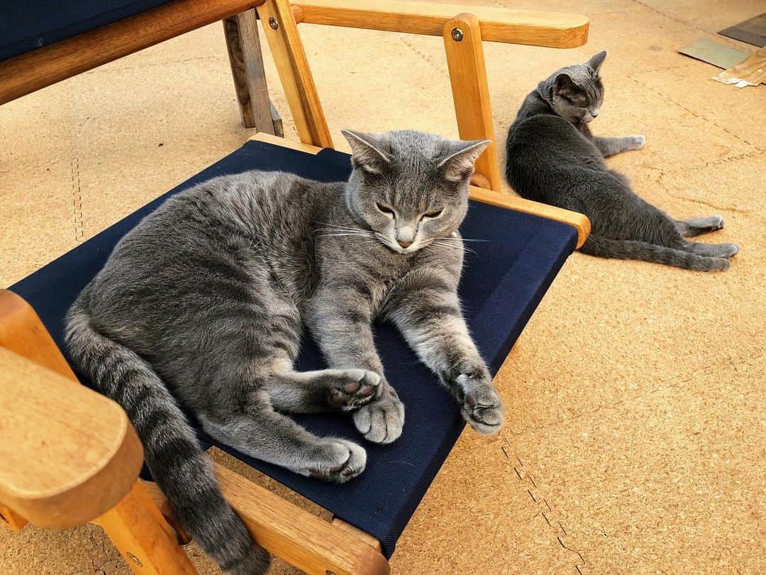 金成公信のインスタグラム：「アー写。#猫 #ネコ #cat #猫のいる暮らし  #ねこすたぐらむ #catstagram #catlife #catsofinstagram #cats #catlover」