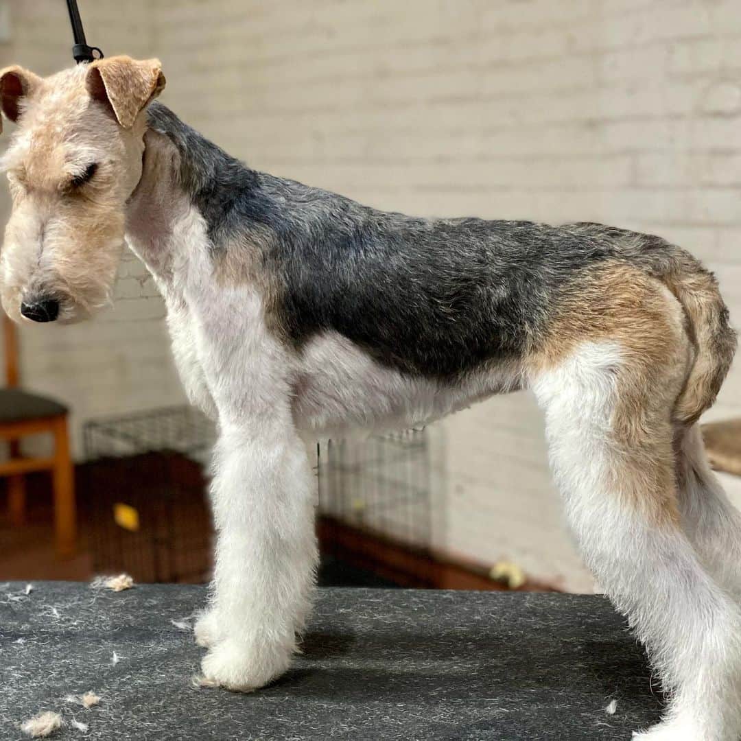 Dogs by Ginaさんのインスタグラム写真 - (Dogs by GinaInstagram)「She is my greatest grooming accomplishment✨ I love you Jeter!  #wirefoxterrier #handstripping」12月19日 6時32分 - napanatural.dogco