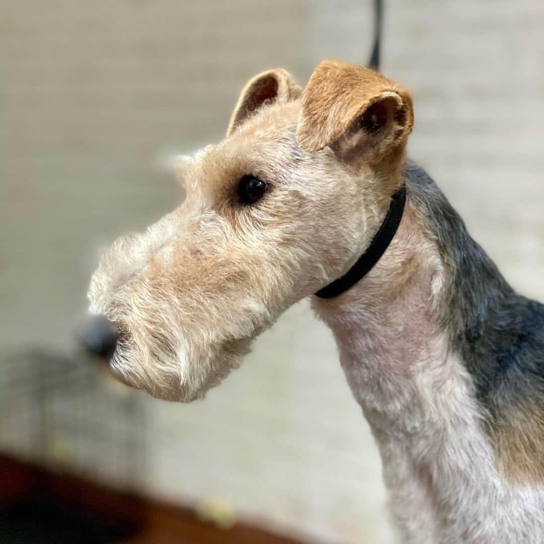 Dogs by Ginaのインスタグラム：「She is my greatest grooming accomplishment✨ I love you Jeter!  #wirefoxterrier #handstripping」