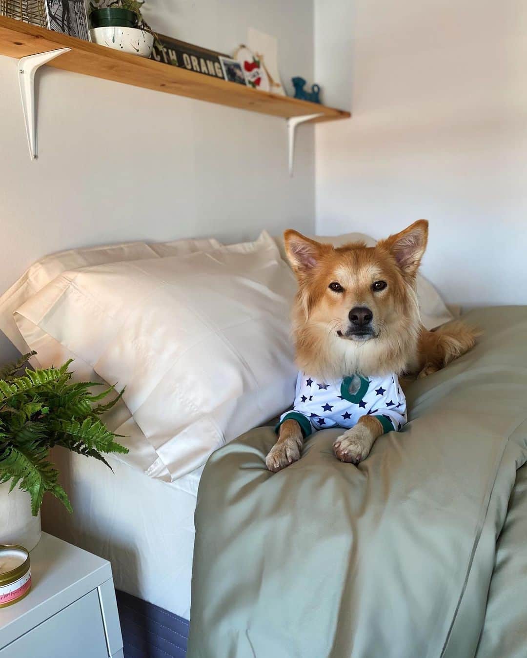 The Dogistさんのインスタグラム写真 - (The DogistInstagram)「Simon and Waffle are in full holiday swing– snow days, PJs, and bedding you can lounge in all day. Honestly, we’re amazed they even allowed us to get in bed with them. If you want to reach this level of cozy, head to @thecompanystore for comfort you can trust. Right now, you can get up to 20% off your order AND have guaranteed holiday delivery for all orders placed by 12/20, 10AM EST. Link in bio!」12月19日 6時27分 - thedogist