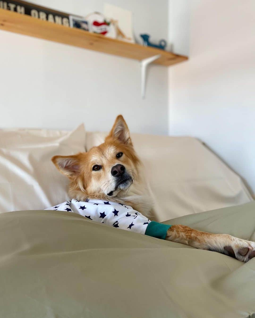 The Dogistさんのインスタグラム写真 - (The DogistInstagram)「Simon and Waffle are in full holiday swing– snow days, PJs, and bedding you can lounge in all day. Honestly, we’re amazed they even allowed us to get in bed with them. If you want to reach this level of cozy, head to @thecompanystore for comfort you can trust. Right now, you can get up to 20% off your order AND have guaranteed holiday delivery for all orders placed by 12/20, 10AM EST. Link in bio!」12月19日 6時27分 - thedogist