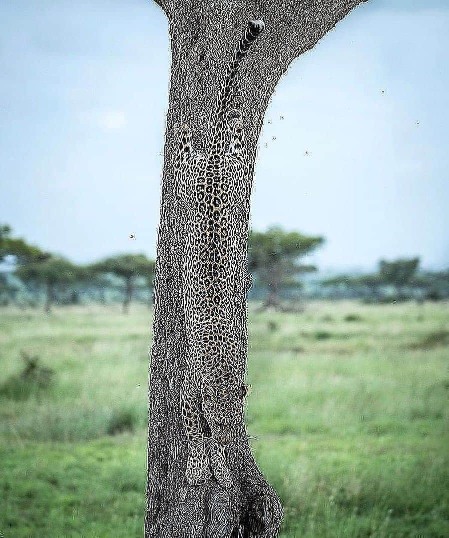 スラッシュさんのインスタグラム写真 - (スラッシュInstagram)「#Repost @discoverwildlife  Completely camouflaged - this leopard shows how great the coat pattern works to hide. Photo by @hshphotos iiii]; )'」12月19日 6時40分 - slash