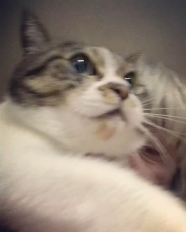 イマイアキノブのインスタグラム：「꥟ 明日じゃない 今夜だよ  #イマイアキノブ  #imaiakinobu」