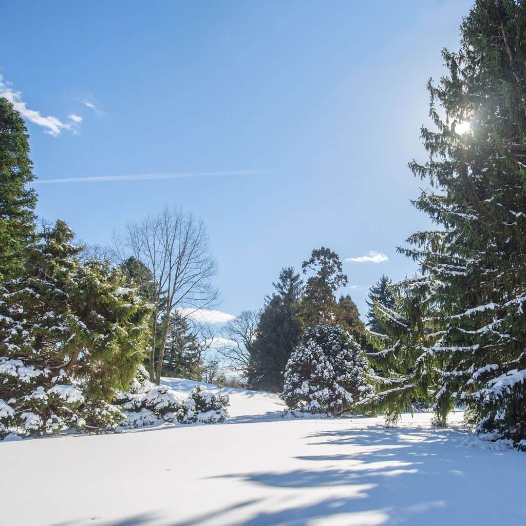ニューヨーク植物園のインスタグラム：「The first snow of the year leaves the Garden a sparkling wonderland, dusting the branches of the trees and creating new scenery to enjoy as we near the winter solstice. . Bundle up and explore it for yourself this weekend at NYBG. . #plantlove #AllInNYC」