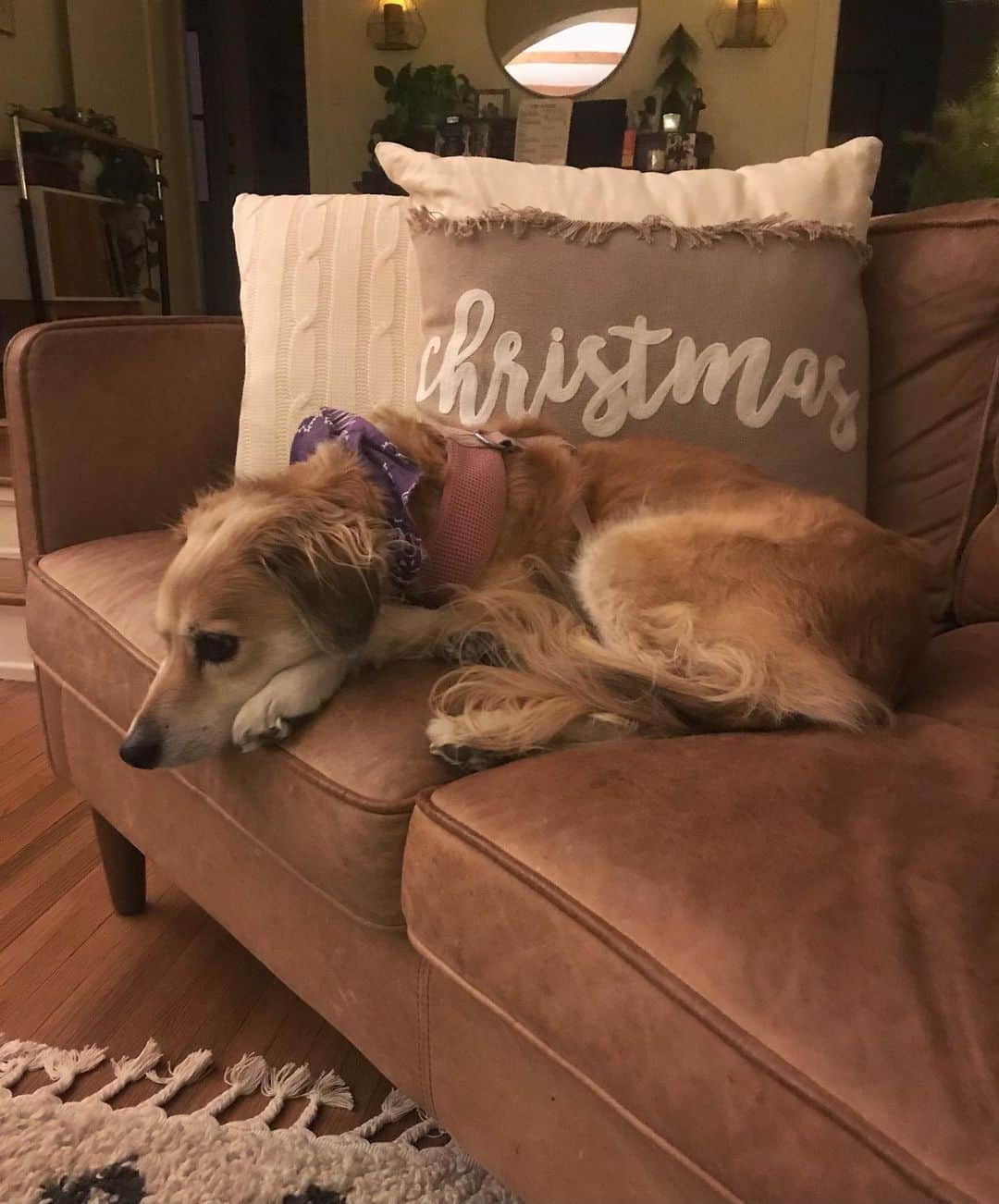 オータム・リーザーのインスタグラム：「My sweet pup Sadie has been sick this week but she’s finally on the upswing. Please send her some healing energy and prayers, if you would!!   #dogsofinstagram #rescuepup」