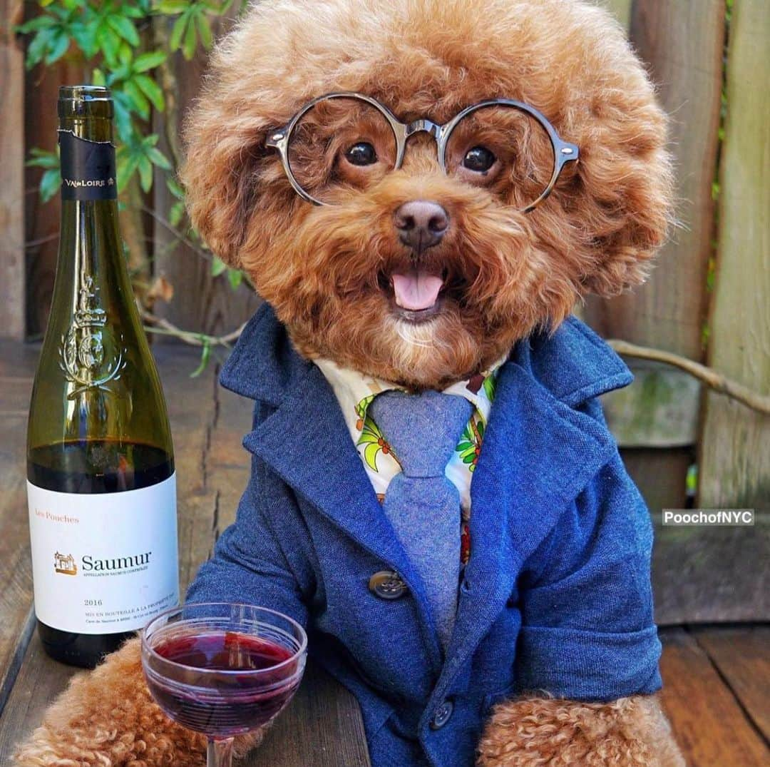 DogsOf Instagramさんのインスタグラム写真 - (DogsOf InstagramInstagram)「Happy Friday Yappy Hour! Thank you for all the amazing photos sent in this week, it was definitely hard to choose! Swipe ➡️ to see the top submissions 🍻   Stay tuned for more Yappy Hour features and contests coming soon!   📸:  @onecentween   @salsitabythesea @poochofnyc @captainthegoldenn  @quincycid  @hautediggitydogtoys courtesy of @muttropolis   #dogsofinstagram #yappyhour #friyay #weekendvibes」12月19日 7時27分 - dogsofinstagram