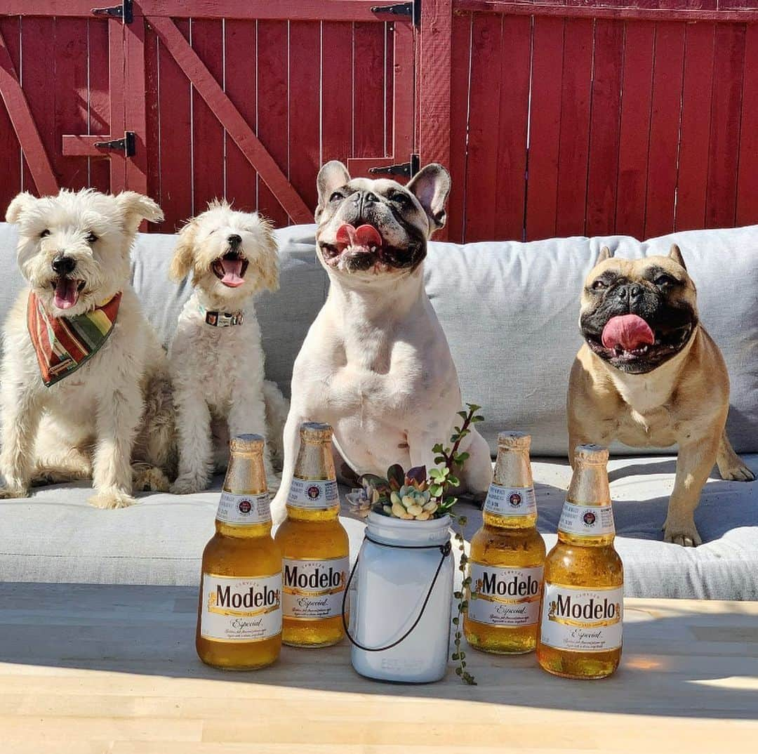 DogsOf Instagramさんのインスタグラム写真 - (DogsOf InstagramInstagram)「Happy Friday Yappy Hour! Thank you for all the amazing photos sent in this week, it was definitely hard to choose! Swipe ➡️ to see the top submissions 🍻   Stay tuned for more Yappy Hour features and contests coming soon!   📸:  @onecentween   @salsitabythesea @poochofnyc @captainthegoldenn  @quincycid  @hautediggitydogtoys courtesy of @muttropolis   #dogsofinstagram #yappyhour #friyay #weekendvibes」12月19日 7時27分 - dogsofinstagram