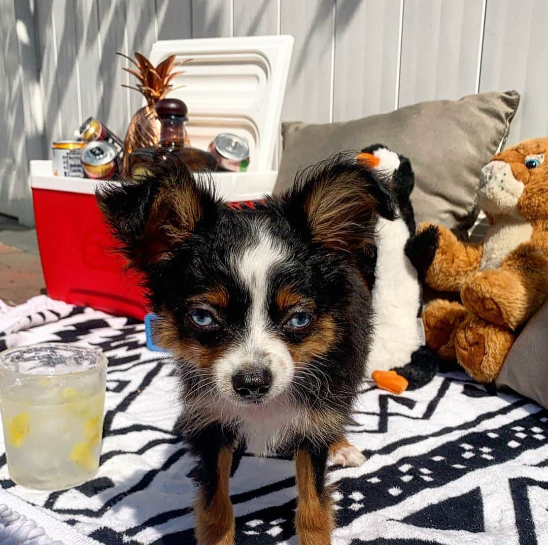 DogsOf Instagramさんのインスタグラム写真 - (DogsOf InstagramInstagram)「Happy Friday Yappy Hour! Thank you for all the amazing photos sent in this week, it was definitely hard to choose! Swipe ➡️ to see the top submissions 🍻   Stay tuned for more Yappy Hour features and contests coming soon!   📸:  @onecentween   @salsitabythesea @poochofnyc @captainthegoldenn  @quincycid  @hautediggitydogtoys courtesy of @muttropolis   #dogsofinstagram #yappyhour #friyay #weekendvibes」12月19日 7時27分 - dogsofinstagram