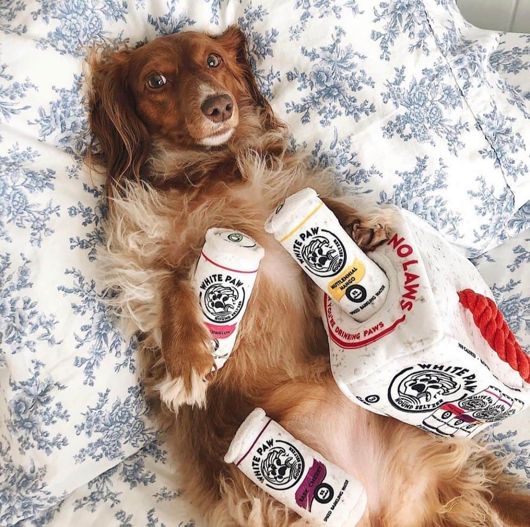 DogsOf Instagramのインスタグラム：「Happy Friday Yappy Hour! Thank you for all the amazing photos sent in this week, it was definitely hard to choose! Swipe ➡️ to see the top submissions 🍻   Stay tuned for more Yappy Hour features and contests coming soon!   📸:  @onecentween   @salsitabythesea @poochofnyc @captainthegoldenn  @quincycid  @hautediggitydogtoys courtesy of @muttropolis   #dogsofinstagram #yappyhour #friyay #weekendvibes」