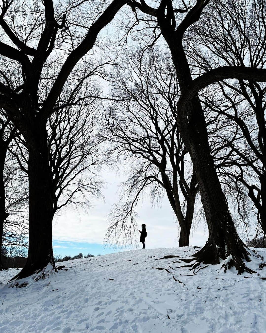 スコット・ローウェルさんのインスタグラム写真 - (スコット・ローウェルInstagram)「Walk in the Park (snowmageddon edition), pt. 1」12月19日 7時59分 - scolo222