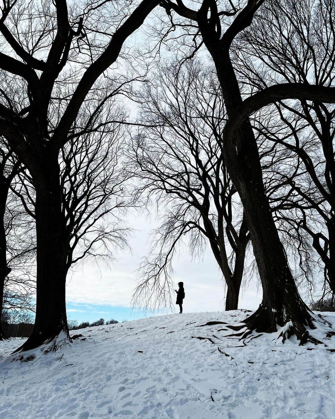 のインスタグラム：「Walk in the Park (snowmageddon edition), pt. 1」