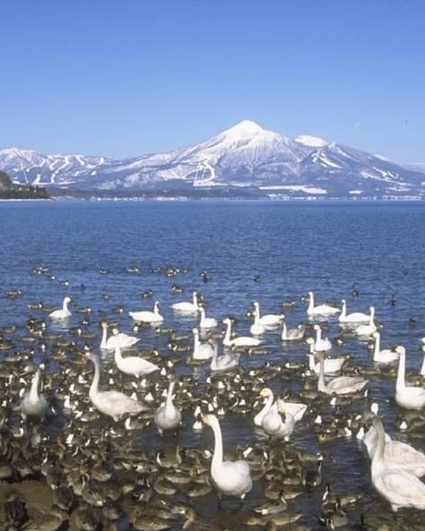 Rediscover Fukushimaのインスタグラム：「The swans are back in town at Lake Inawashiro! 🦢💕  Migrating swans fly all the way from Sibera to spend their winters at Lake Inawashiro in Fukushima. As the lakes in Siberia freeze over, the swans travel south to find warmer waters. Although Lake Inawashiro is far from warm in the winter as its banks cover with snow, the lake doesn’t freeze over, so swans are able to find plenty of food to eat. 🦢✨🍽  Every year Fukushima residents get excited about the arrival of their feathered friends from abroad as a sign of the arrival of winter. You’ll even find swan themed décor around the lake such as a swan tunnel that you can drive through. People gather around the parks to watch the swans and ducks play and settle in to their home for the winter.🥰🦢  When I visited it was pretty cold so I wore a warm coat and found a seat on a bench near the water where I enjoyed my coffee and watched the elegant birds paddle around the water. In the distance the Aizu Bandai mountain is capped with snow, I’m so excited to go skiing! ⛷❄️🏂  After a while it got a bit cold and my hot coffee was all gone, so, I got up to go to get something to eat. Like the swans, I also came to Lake Inawashiro to get something good to eat. 😏🍽😋...The worst kept secret of Lake Inawashiro is the delicious soba restaurants around the lake. I do have a favorite place... but it’s a secret so you’ll have to find out for yourself. If you must know you can comment below and mayyybe I will share this top secret info in a private message. 🤫😉  Do you like swans and soba? Let me know in the comments below! 😍  Read more below and on our website at   https://fukushima.travel/destination/lake-inawashiro/5 !   🏷 ( #FukushimaTravel #TravelFukushimaJapan #Fukushimagram #VisitFukushima #Swans #Swanlovers #Migration #SwanMigration #Inawashiroko #LakeInawashiro #AizuBandai #Fukushima #Touhoku #Tohoku #福島 #福島の旅 #猪苗代湖 #猪苗代湖白鳥 #白鳥 #Swan #Soba #LakeInawashiroSoba #Japan #NorthernJapan @itsyourjapan @giapponizzati #lovinjapan #Japow #JapowCountry #AizuSki #JapanBirdwatching #Birdwatching )」