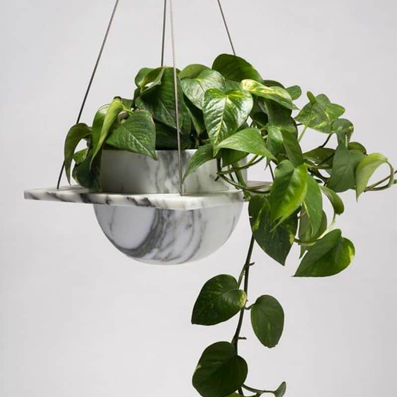 楠ダニエルのインスタグラム：「次に狙ってる植物は﻿ ﻿ #ポトス です🌿﻿ ﻿ 今年は大きい植物ばかり増えてしまったけど﻿ こうやってポトス吊るしたい☺️﻿ ﻿ とってもかわいいよね🙂﻿ ﻿ 緑がある生活に毎日癒されてますが、﻿ 同時に歩くスペースがなくなってきております😅﻿ ﻿ 勢いで購入したヤシの木を﻿ 室内に入れましたが、デカすぎる〜。﻿ ﻿ ﻿ ﻿ ﻿ #ポトス#観葉植物#観葉植物のある暮らし#緑のある暮らし#myroom#インテリア#ヤシの木#寝室#love#happiness#photogenic#instagood#映え#スポット#男前インテリア#ドライフラワー#mirror#夏#オシャレ#壁#モデル#ハウス#セルフィー#空間デザイン#デザイン#コーディネート#住みやすい#男の部屋」