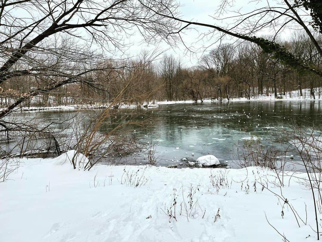 のインスタグラム：「Walk in the Park (snowmageddon edition), pt. 2」