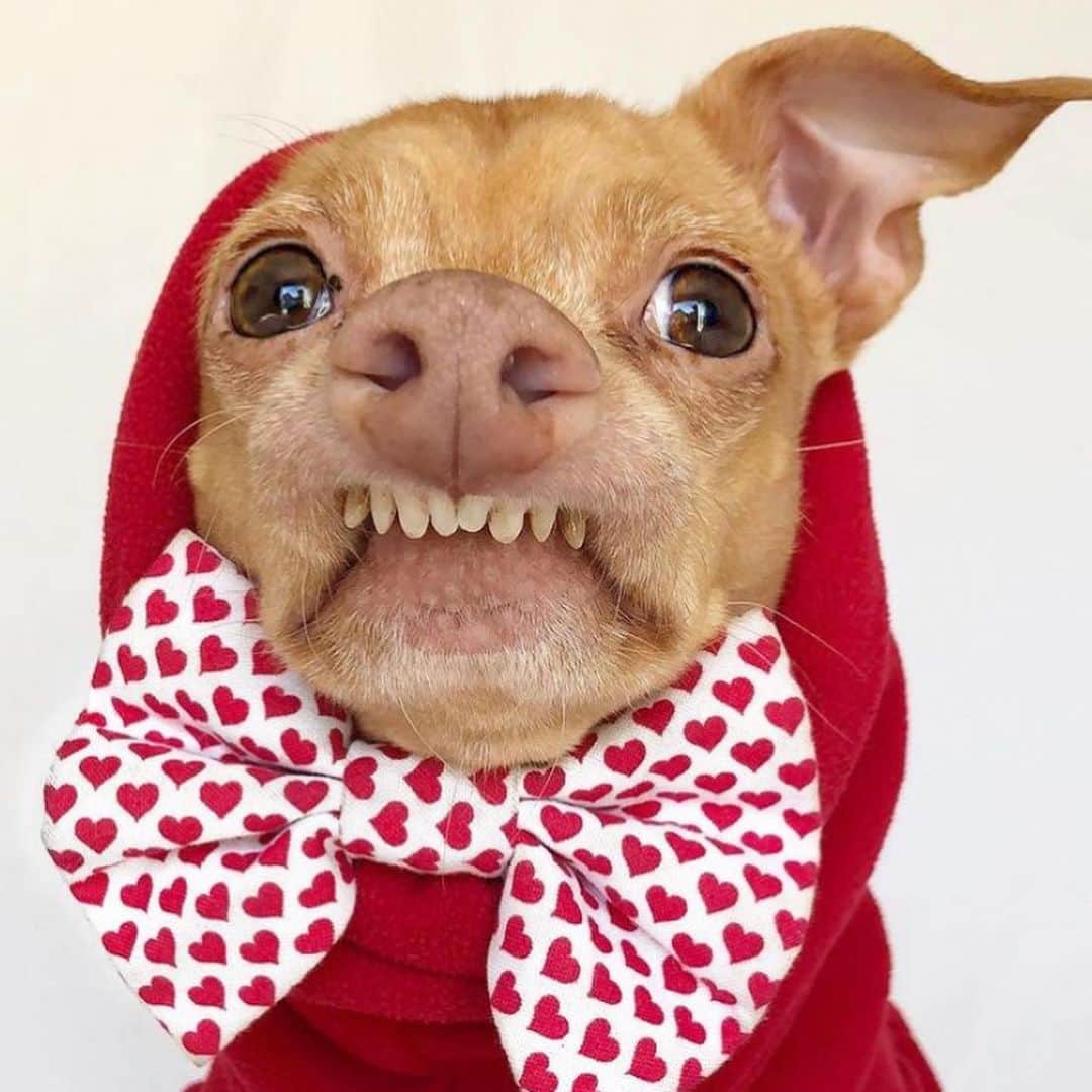 Tuna {breed:chiweenie} さんのインスタグラム写真 - (Tuna {breed:chiweenie} Instagram)「OMGEEZ you guys! I just found out that today is #nationalunderdogday and since Tuna is the Underdog with the Overbite, here is a compilation showcasing some of his most beloved features, minus his extraordinary #shrivelneck. You can see a preview of it but a majority of it is hiding. What a shame.」12月19日 8時39分 - tunameltsmyheart
