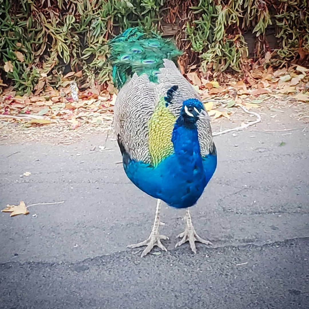 のインスタグラム：「Oh hey you GOOD MORNING wild Peacocks 🦚🦚🦚#PEACOCKS #peacock #peacocksrule #peacockempire #ilovepeacocks #peacocktime #peacockmagic #shadowhills #THANKYOU #peafowls #peacockdaddy #peacocksquad #wildpeacocks 🦚🦚🦚🦚🦚🦚🦚🦚🦚🦚🦚🦚🦚🦚🦚🦚🦚」