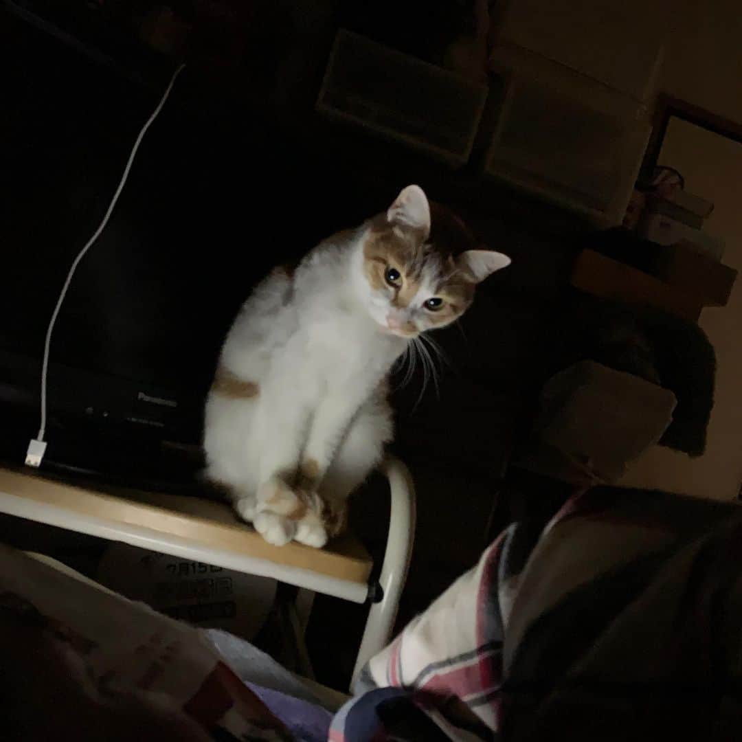 Kachimo Yoshimatsuさんのインスタグラム写真 - (Kachimo YoshimatsuInstagram)「午前3時。 #うちの猫ら #ounari #猫 #ねこ #cat #ネコ #catstagram #ネコ部 http://kachimo.exblog.jp」12月19日 9時29分 - kachimo